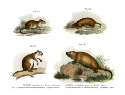 Ratto dell